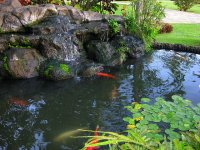 Lago Koi